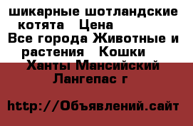 шикарные шотландские котята › Цена ­ 15 000 - Все города Животные и растения » Кошки   . Ханты-Мансийский,Лангепас г.